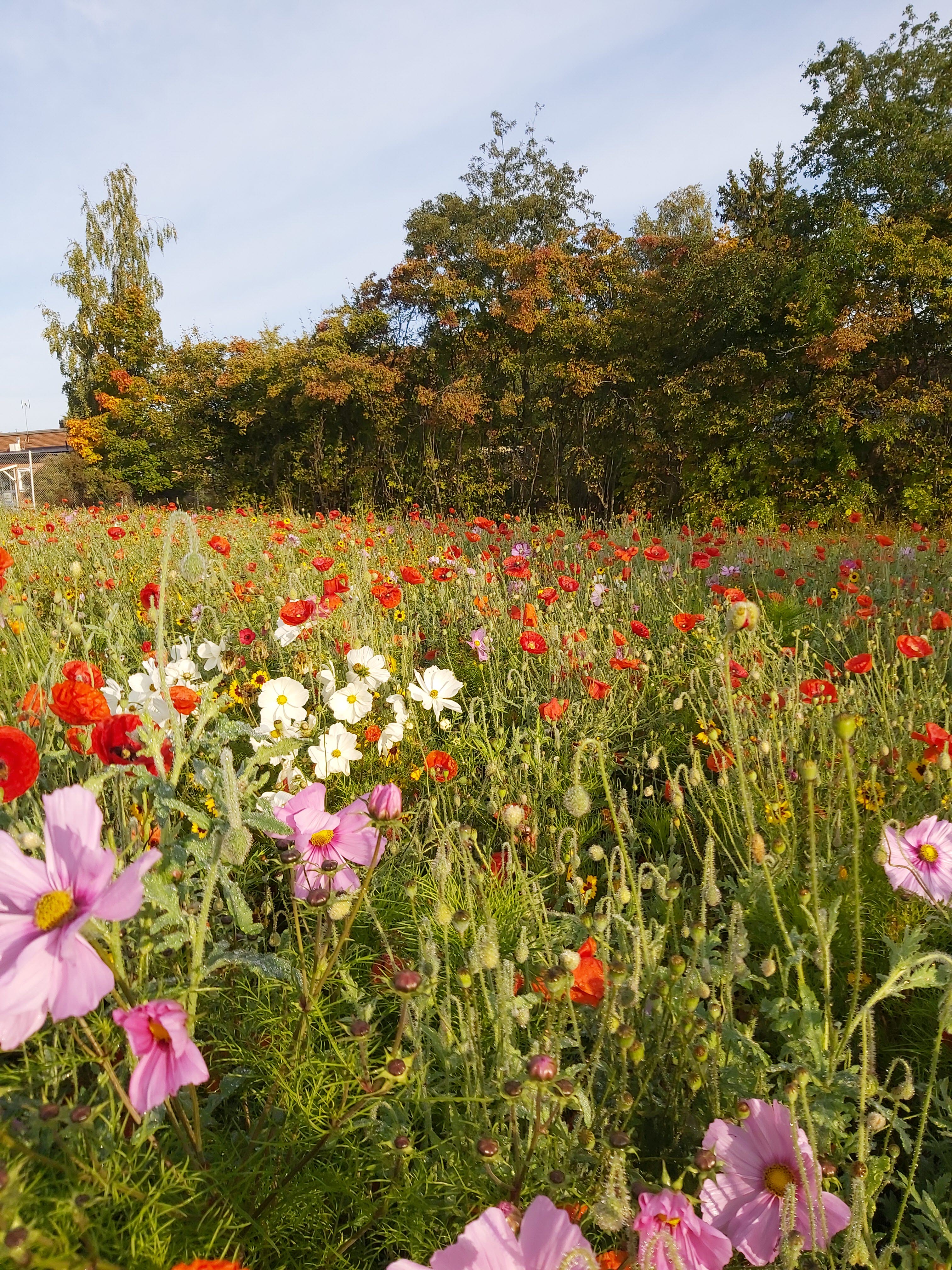 Blomsteräng med rosa, röda och vita blommor.