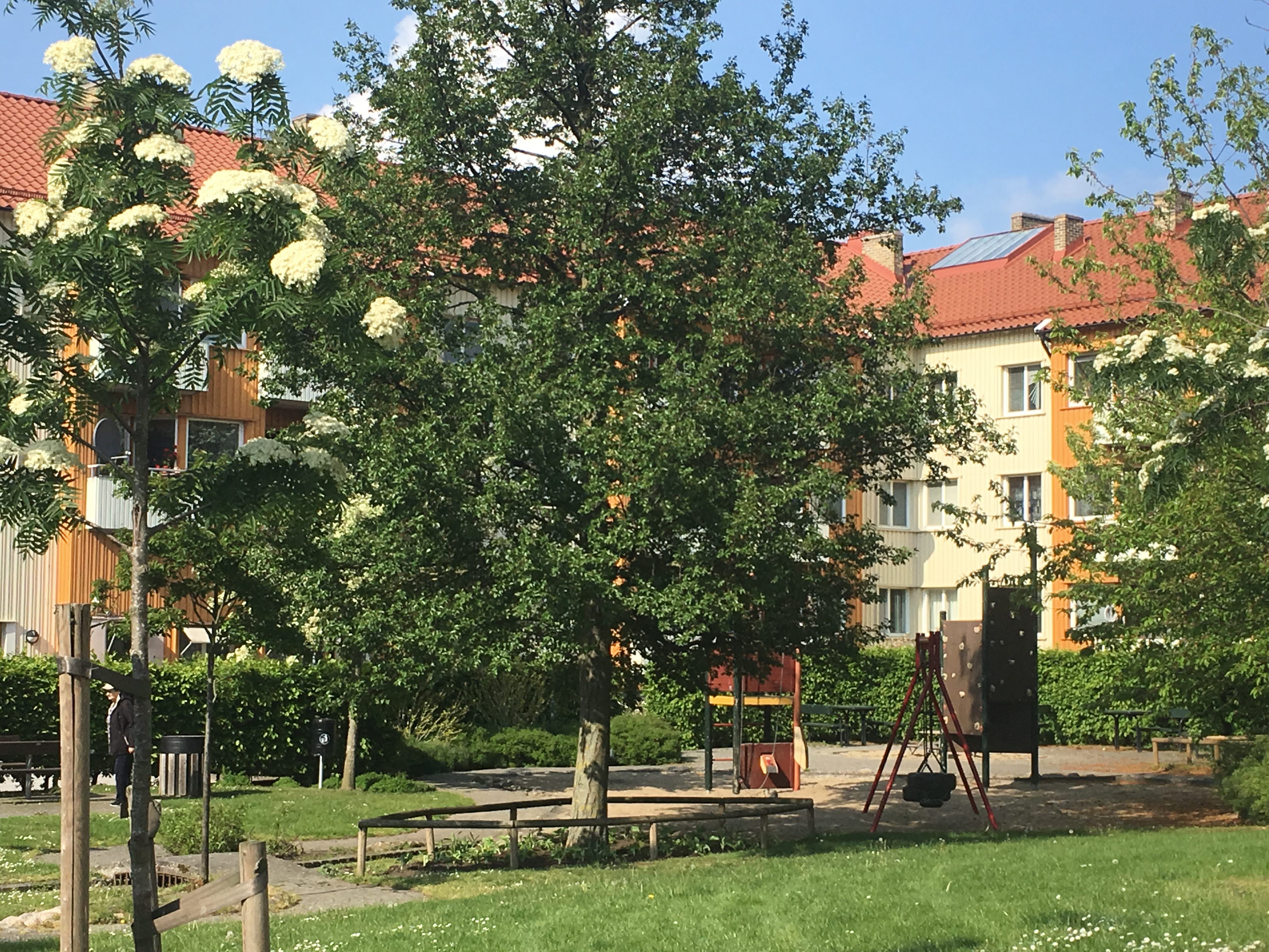 Gröna träd och träd med vita blommor på en innergård framför en lekplats.