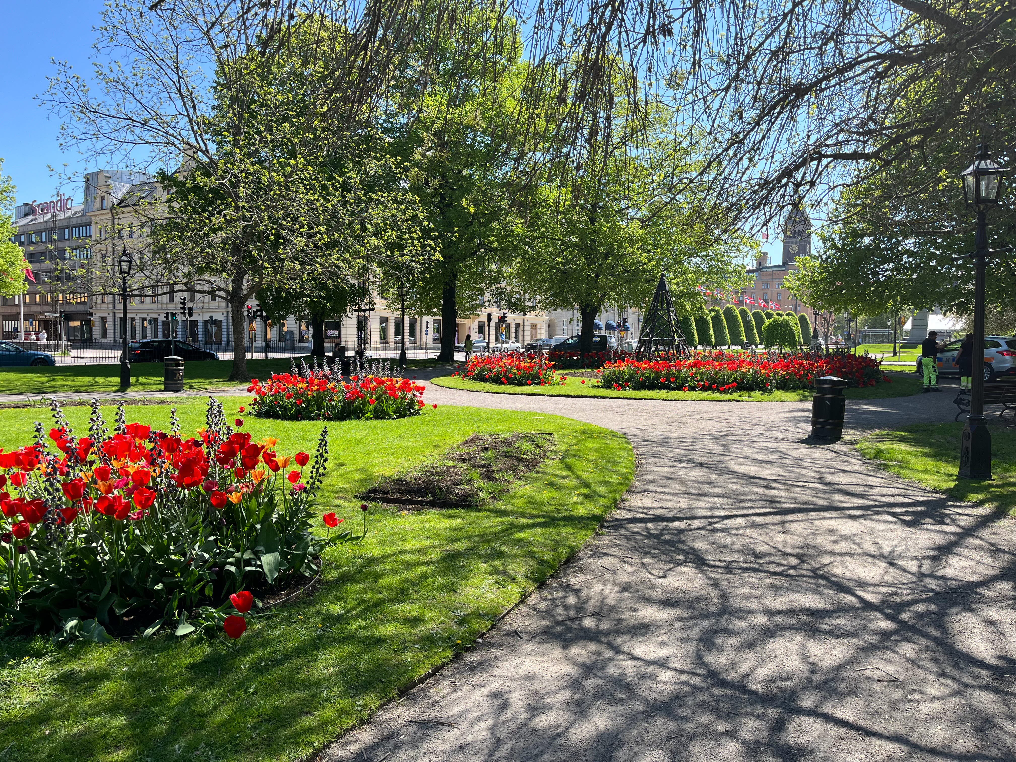 Park med grusgång, röda tulpaner, träd. Byggnader i bakrunden.