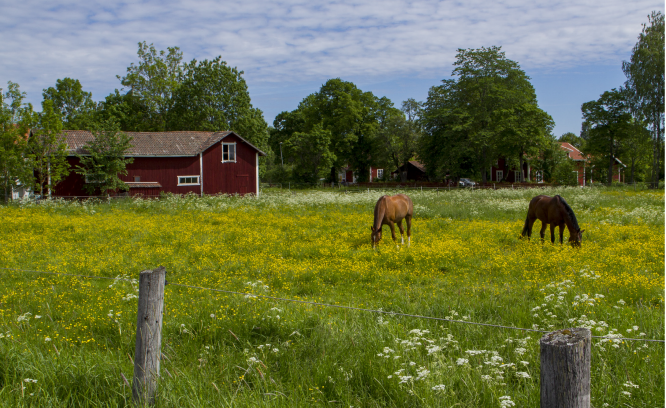 Foto på omslag landsbygdsstrategi.