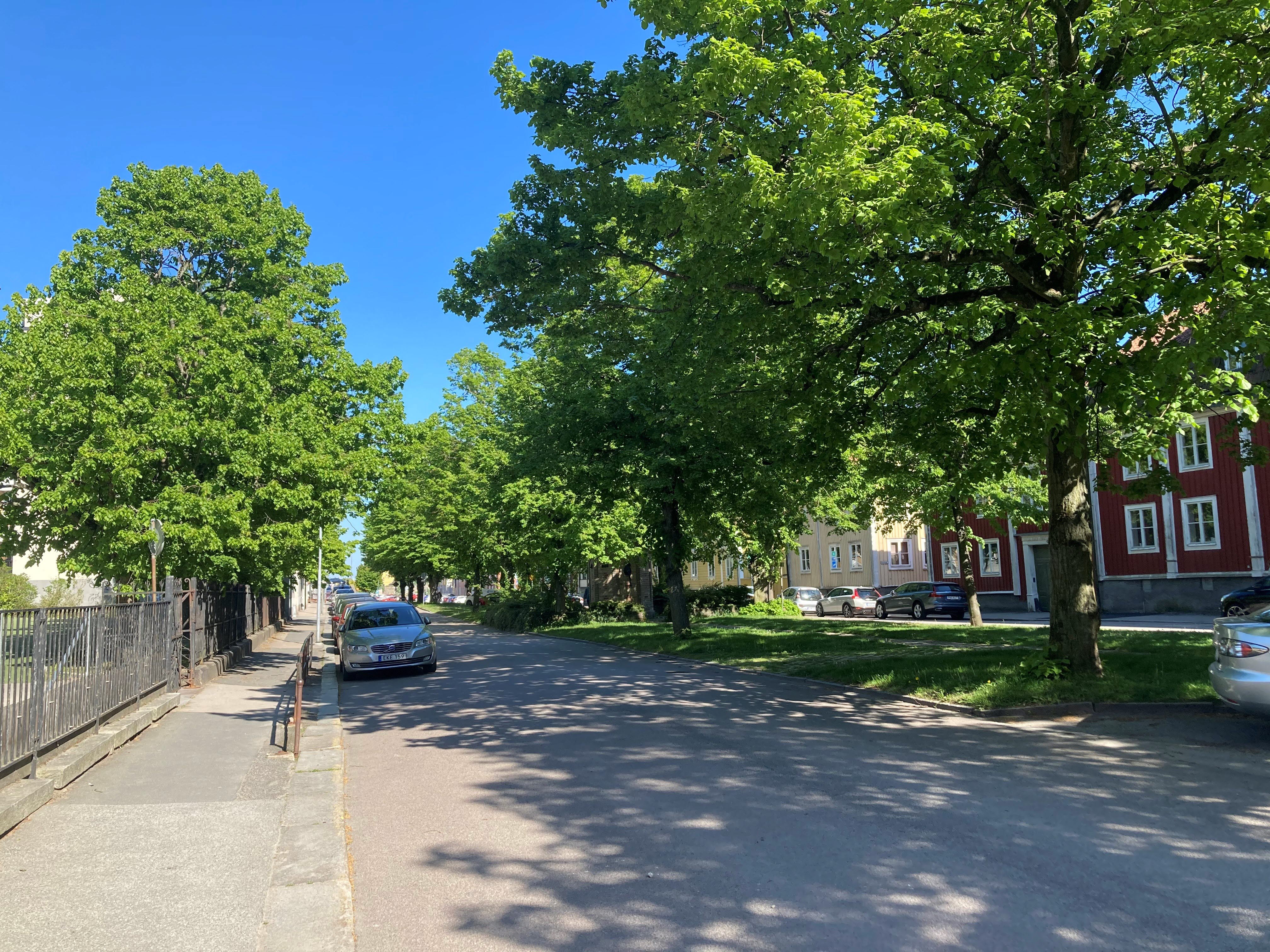 Stora träd längs en väg som skuggar marken en varm sommardag.