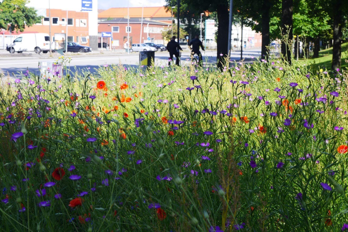 Blommor i olika färger på en så kallad urban äng med stadsmiljö i bakgrunden.