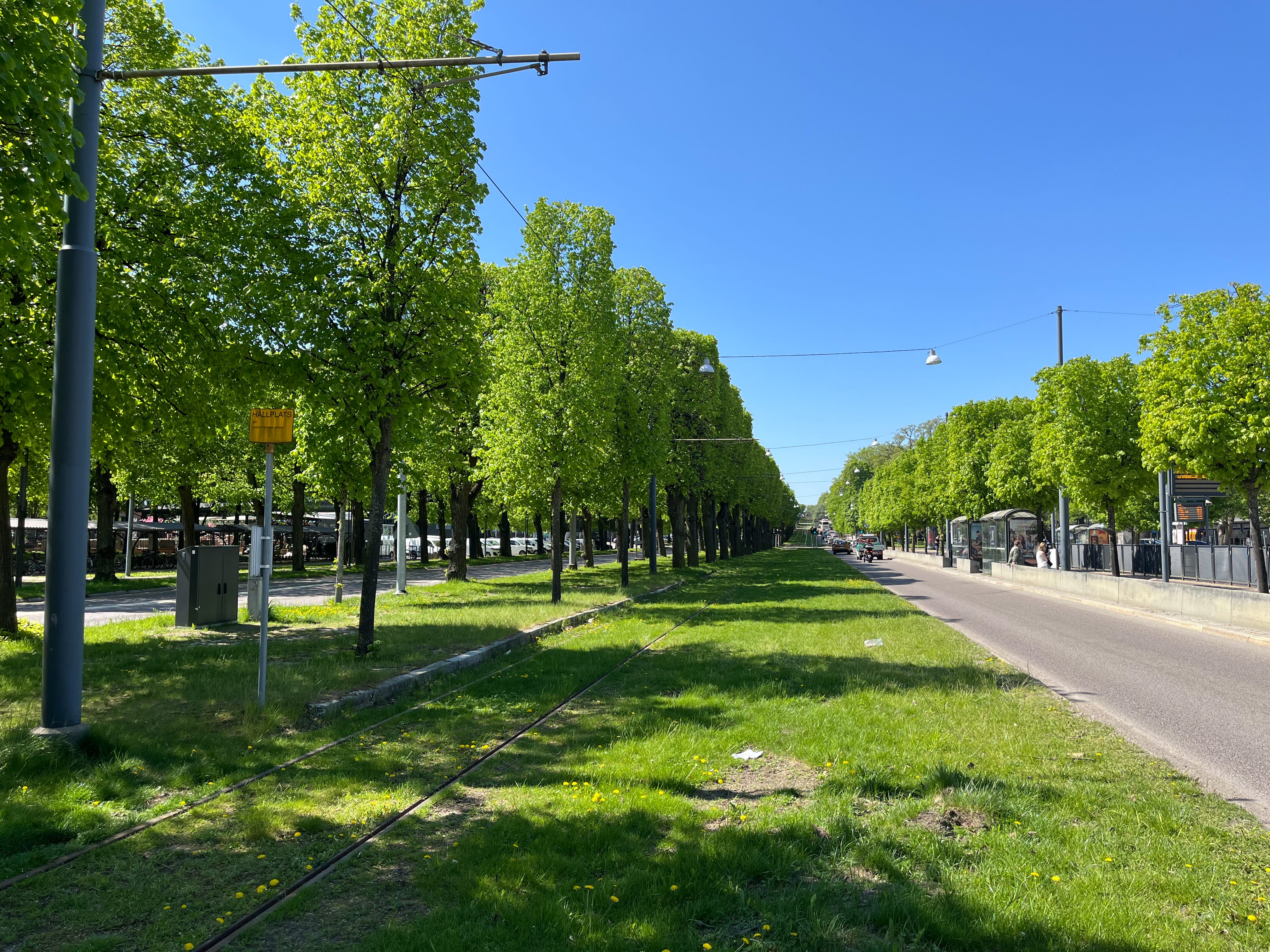 Gata med spårvagnsspår i gräset. Höga gröna träd i allé utmed.