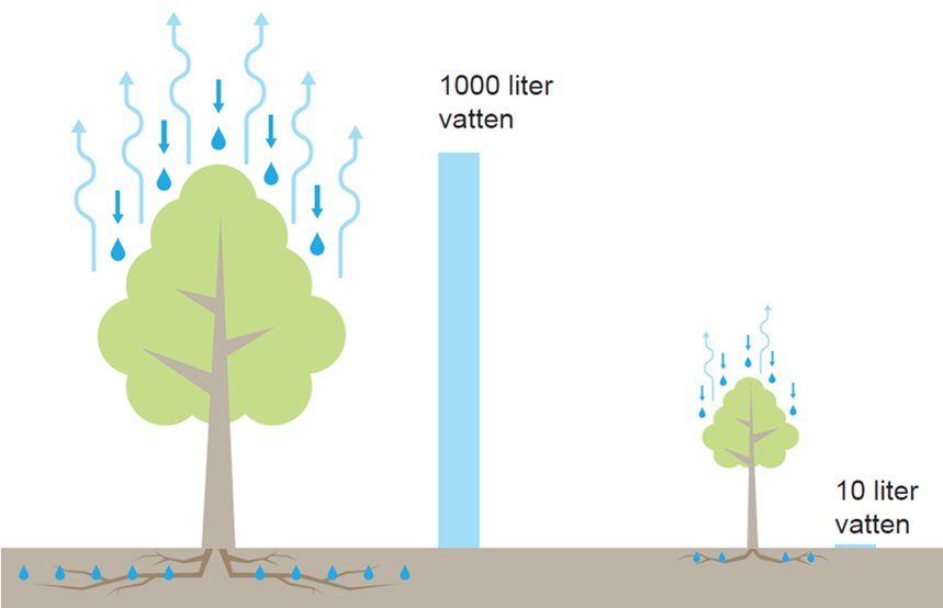 Större träd har stor betydelse för att hantera vatten.