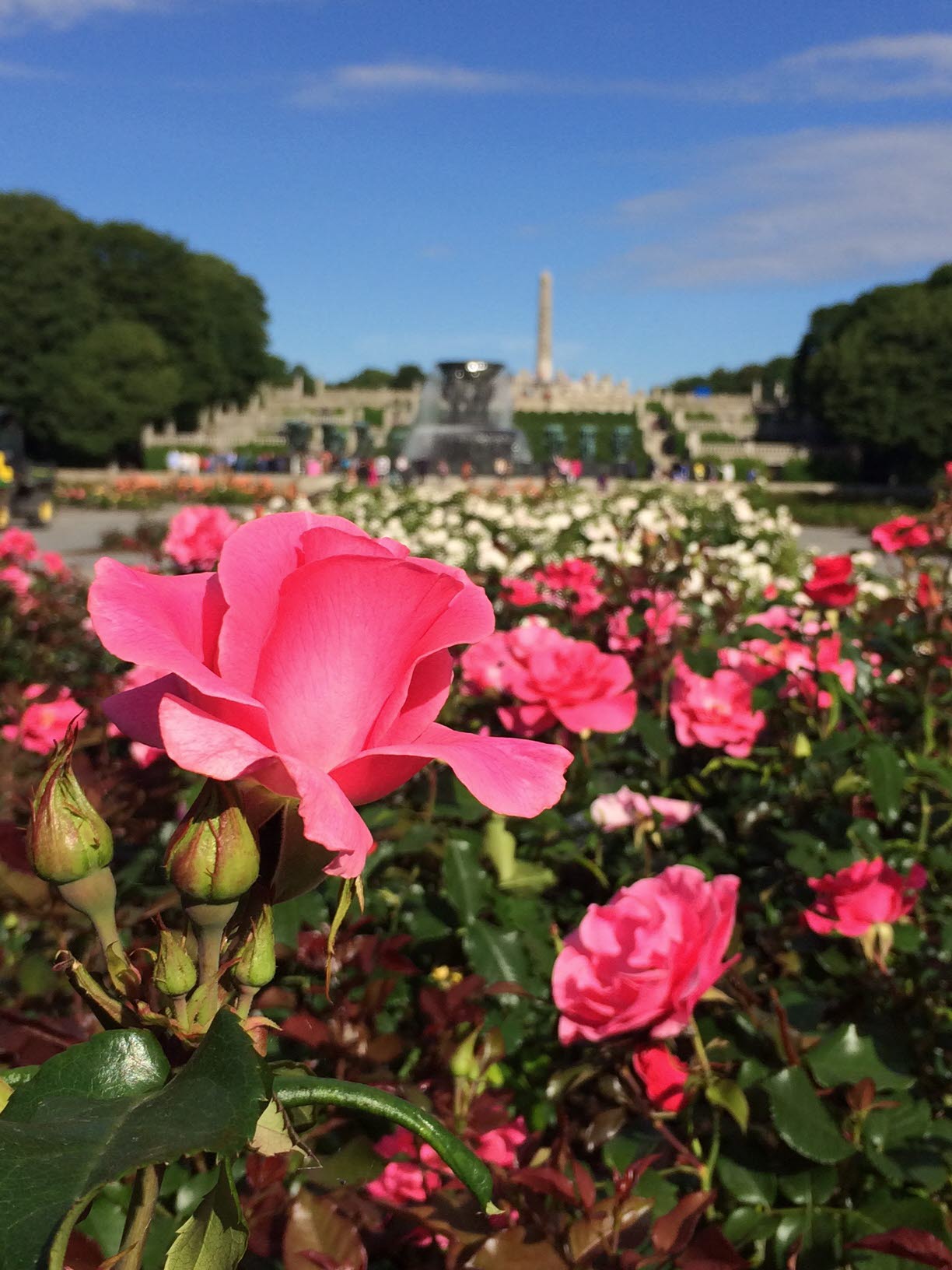 Rosa rosor i närbild framför en suddig trappa i bakgrunden.