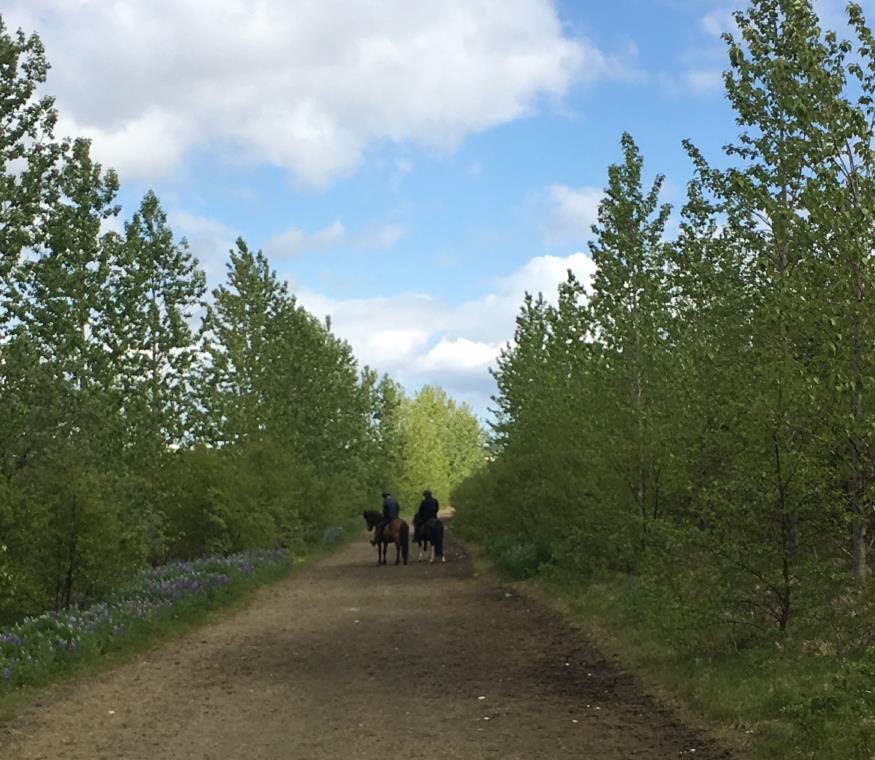 Två hästar med ryttare som står på grusväg med skog på bägge sidor om vägen.