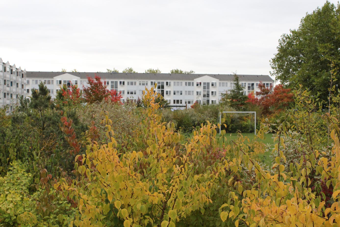 Artrikt buskage i Ballerup, Danmark planterat 5 år innan bilden togs.