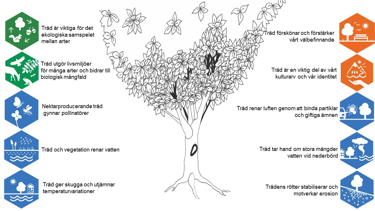 Bild på träd med 10 illustrationer på olika ekosystemtjänster som träd bidrar med.