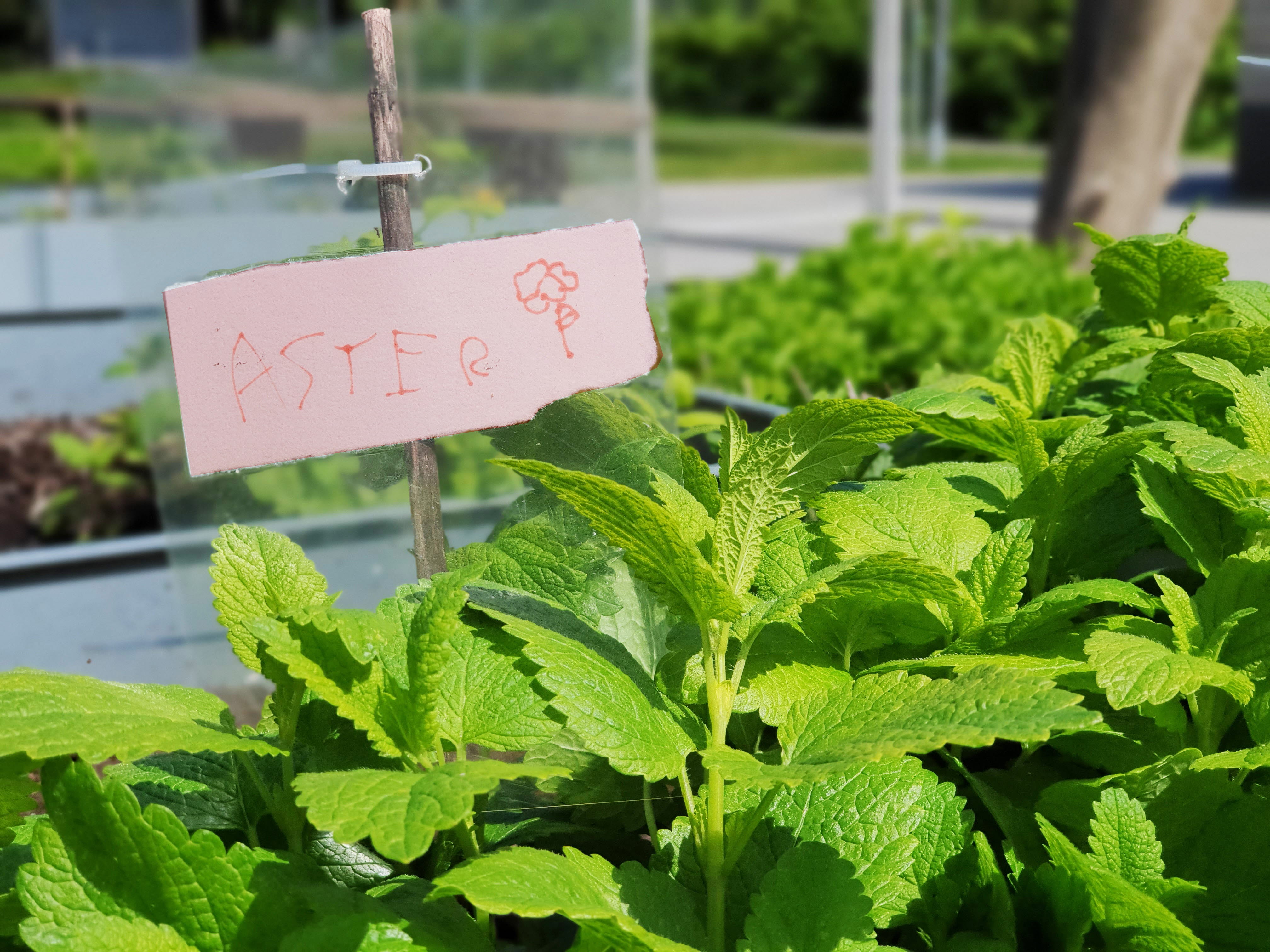 Grön växt som växer i en odlingslåda. I odlingen står en skylt med blomnamnet Aster. 