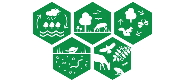 Fem ikoner som illustrerar stödjande ekosystemtjänster.